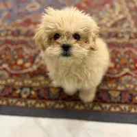 سگ شیتزو|سگ|اراک, |دیوار