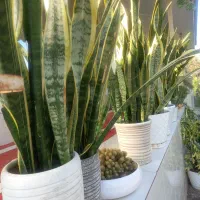 گل سانسوریای ابلق