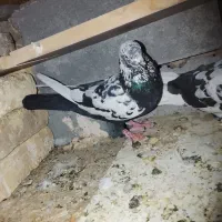 کبوتر|پرنده|میناب, |دیوار