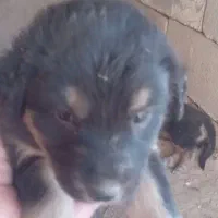 واگذاری سگ|سگ|شیراز, انجیره|دیوار