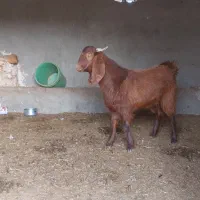 بزغاله نر پاکستانی