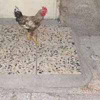 مورغ وخروس|حیوانات مزرعه|اهواز, عین ۲|دیوار