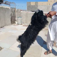 پاچن بهای|حیوانات مزرعه|سراوان, |دیوار