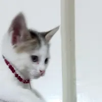 بچه گربه بازیگوش
