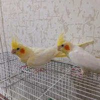 عروس هلندی نروماده