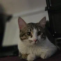 واگذاری گربه نر رایگان