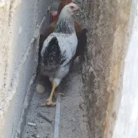 مرغ و خروس|پرنده|جهرم, |دیوار