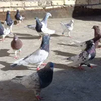 کبوتر  جفتگاه کله رو تخم