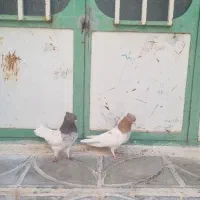 یک جفت کله ای