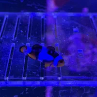 تعدادی ماهی آکواریوم آب شور