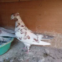 کفتر|پرنده|ری, صفاییه (چشمه علی)|دیوار