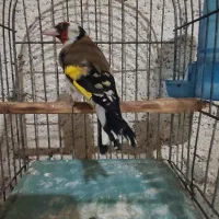 جوجه سهره نر|پرنده|ارومیه, |دیوار