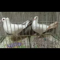 تعدادی کفتر خوشکل عتیقه مفت معاوضه با هرچی بکارم .