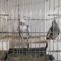 طوطی عروس البینو|پرنده|نظرآباد, نظرآباد|دیوار