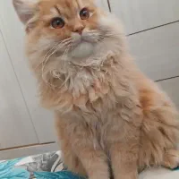 گربه پرشین دال فیس  نر  جهت جفگیری