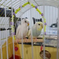 جفت مرغ عشق با قفس و وسایل