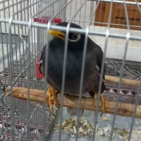 مرغ مینا سخنگو|پرنده|بروجرد, |دیوار