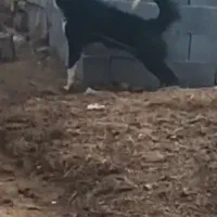 سگ .|سگ|اصفهان, شمس آباد|دیوار