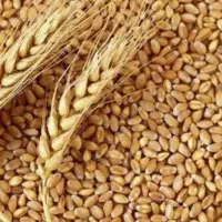 توزیع بذر گندم گواهی شده