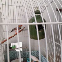 نفج نر وماده|پرنده|زبرخان, |دیوار