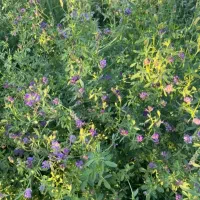 یونجه|لوازم جانبی حیوانات|ارومیه, |دیوار