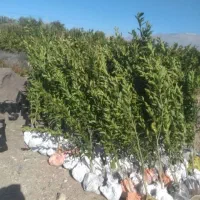 فروش نخل خرما همه نمونه  ارسال رایگان|خدمات باغبانی و درختکاری|اصفهان, آبشار|دیوار