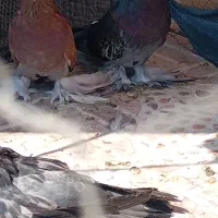 ۲جفت بخارا درجه یک...|پرنده|لامرد, |دیوار