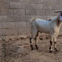 کهره نر و پازن