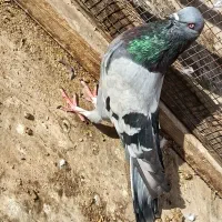 کبوتر اصفهانی