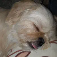 سگ شیتزو فلت آماده جفت|سگ|قم, باجک دو|دیوار