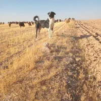 واگذاری سگ|سگ|شیرینسو, |دیوار