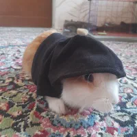 خرگوش
