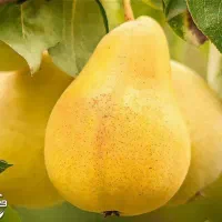 شروع پیش فروش نهال گلابی شاه میوه|خدمات باغبانی و درختکاری|ایزدشهر, |دیوار