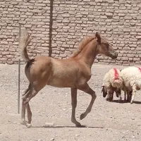 کره نریان ۶ماه شیر کامل|اسب و تجهیزات اسبسواری|مه ولات, |دیوار