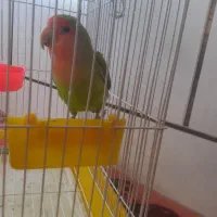 پرنده|پرنده|شهرضا, |دیوار