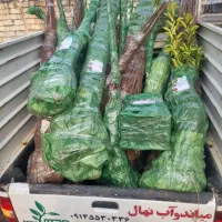 توزیع نهال بادام اسکندر یکساله فقط۵۰ تومان|خدمات باغبانی و درختکاری|رستمکلا, |دیوار