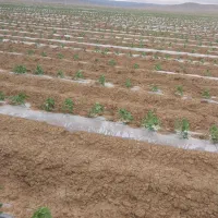 لوله 250 ایج کشاورزی