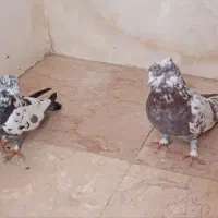 کبوتر|پرنده|پاکدشت, پاکدشت (مامازند)|دیوار