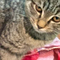 سرپرستی رایگان گربه