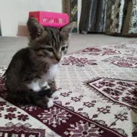 گربه گمشده