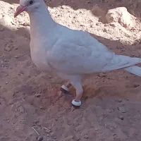 کفتر|پرنده|تایباد, |دیوار