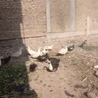 اردک محلی بزرگ|حیوانات مزرعه|رباطکریم, رباطکریم|دیوار
