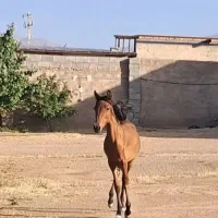 کره اسب نریان
