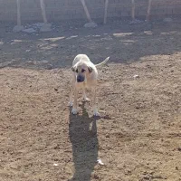 ماده سگ عراقی 3ساله|سگ|قره ضیاالدین, |دیوار