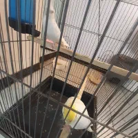 عروس هلندی ، پرنده