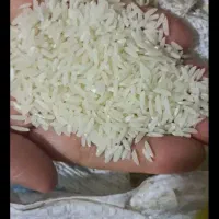 برنج هاشمی کشت۲