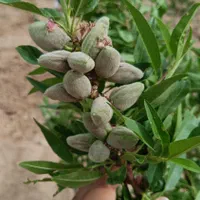 زمین ـ باغچه ـ باغ|فروش زمین و ملک کلنگی|تهران, استاد معین|دیوار