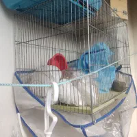 طوطی برزیلی زیبا|پرنده|صدرا-فارس, فاز ۱|دیوار