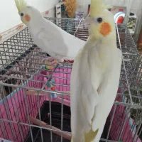 طوطی عروس جفت