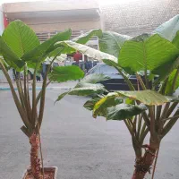 گل بابا آدم بزرگ کادویی